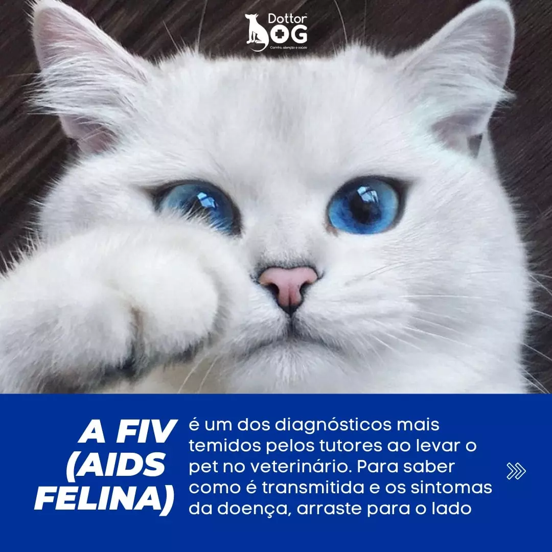 FIV FELINA: O QUE VOCÊ PRECISA SABER SOBRE A AIDS EM GATOS